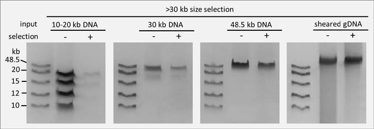 Over 30 kb size selection BioDynami