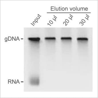 rnase free rna removal (magnetic beads)