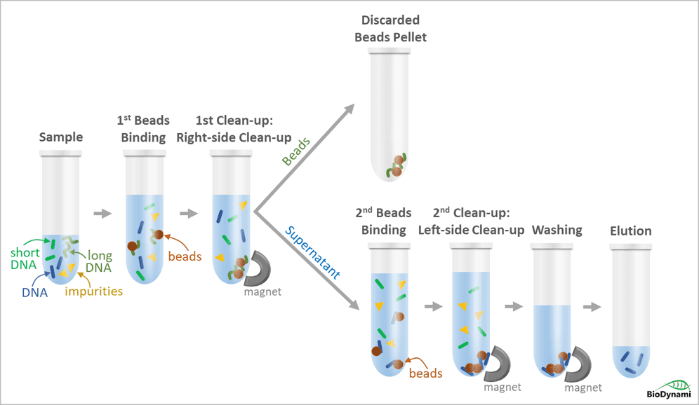 dna size selection kit (magnetic beads)