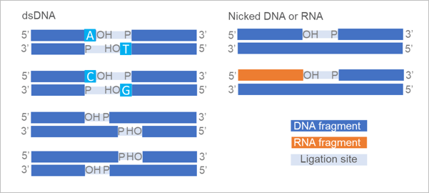 sticky end ligation master mix