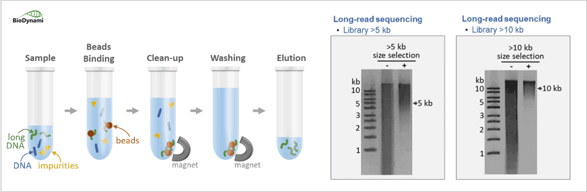 BioDynami Library Size single side selection