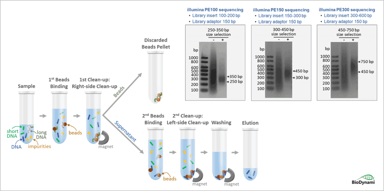 BioDynami Library Size double side selection