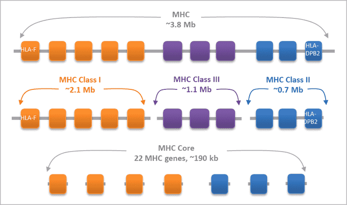 mhc targeted sequencing kits