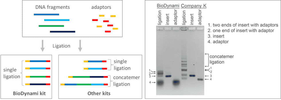 ngs dna library prep kit (ion torrent platform)