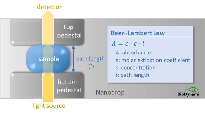 BioDynami DNA quantification Qubit vs Nanodrop