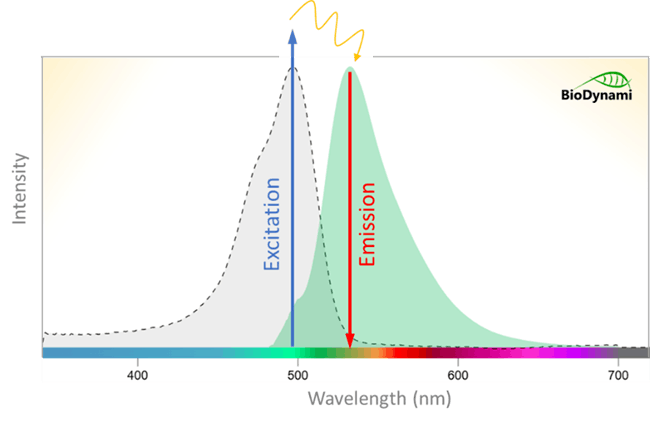 BioDynami DNA quantification Qubit vs Nanodrop