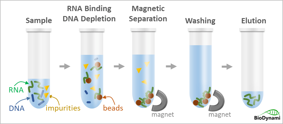 DNA Removal Magnetic Beads Workflow