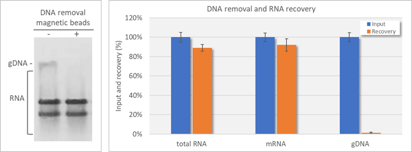 DNA Removal Magnetic Beads (for RNA Purification)