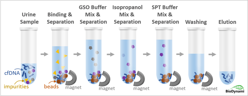 Cell-free DNA Extraction Urine