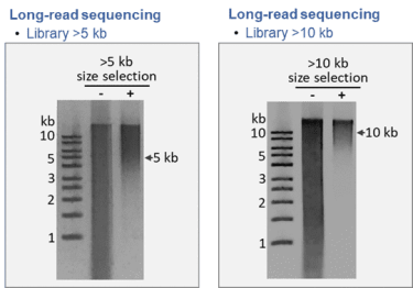 library size selection kit (for long read sequencing, magnetic beads) (copy)
