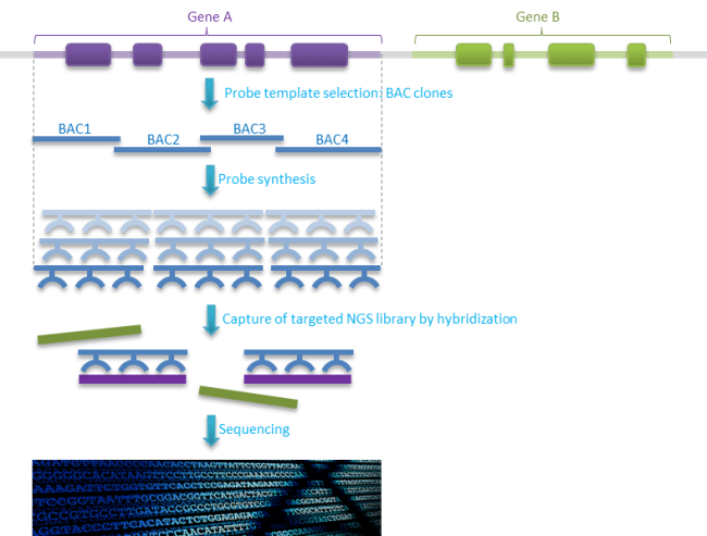 targeted sequencing catch seq